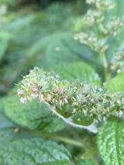 Laportea alatipes