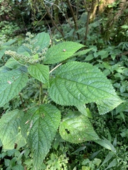 Laportea alatipes