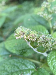 Laportea alatipes
