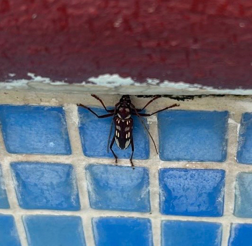 Coeleburia decemmaculata