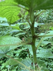 Laportea alatipes
