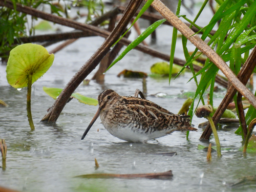 Common Snipe
