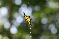 Gasteracantha diadesmia