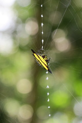 Gasteracantha diadesmia