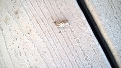 Diastictis