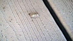 Diastictis