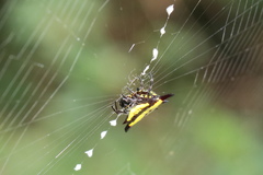 Gasteracantha diadesmia