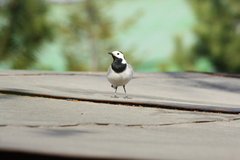 Motacilla alba