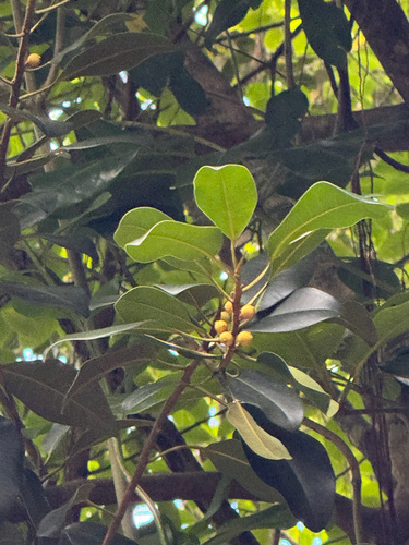 Ficus platypoda observed 2026-06-18