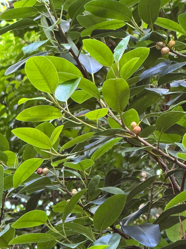 Ficus platypoda observed 2026-06-18