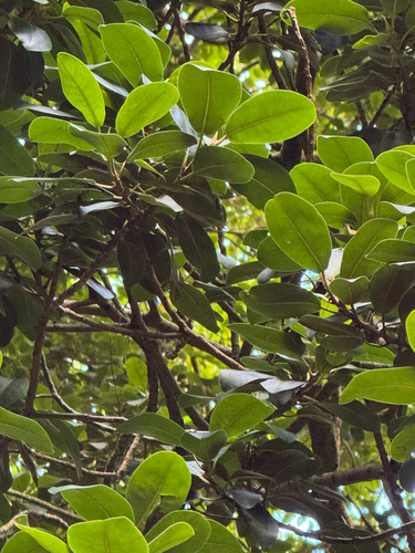 Ficus platypoda observed 2026-06-18