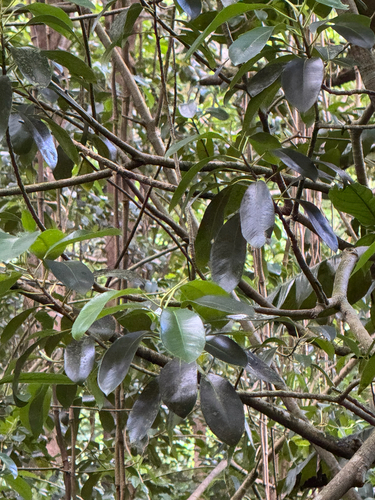 Ficus platypoda observed 2026-06-18