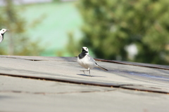 Motacilla alba