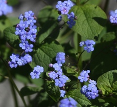 Brunnera macrophylla