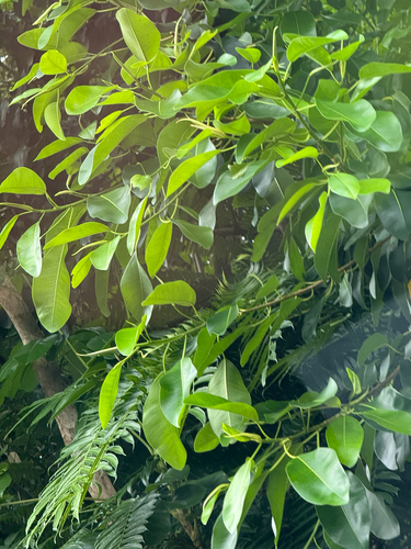 Ficus platypoda observed 2026-06-18