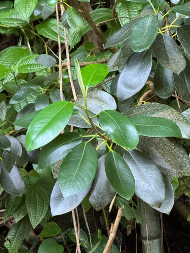 Ficus rubiginosa observed 2026-06-18