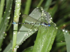 Argia sedula
