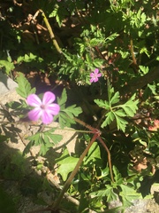 Geranium robertianum