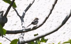 Aegithalos caudatus