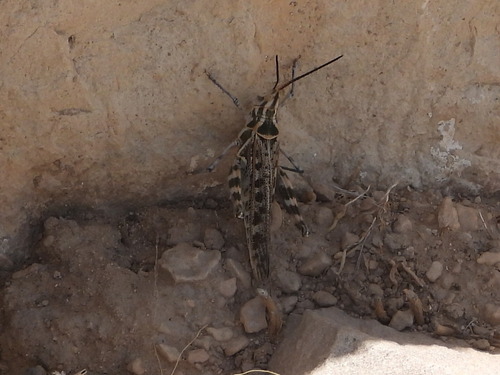 Texas Point-head Grasshopper