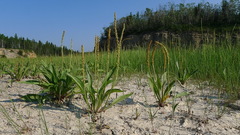Plantago eriopoda