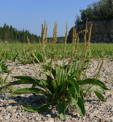 Plantago eriopoda