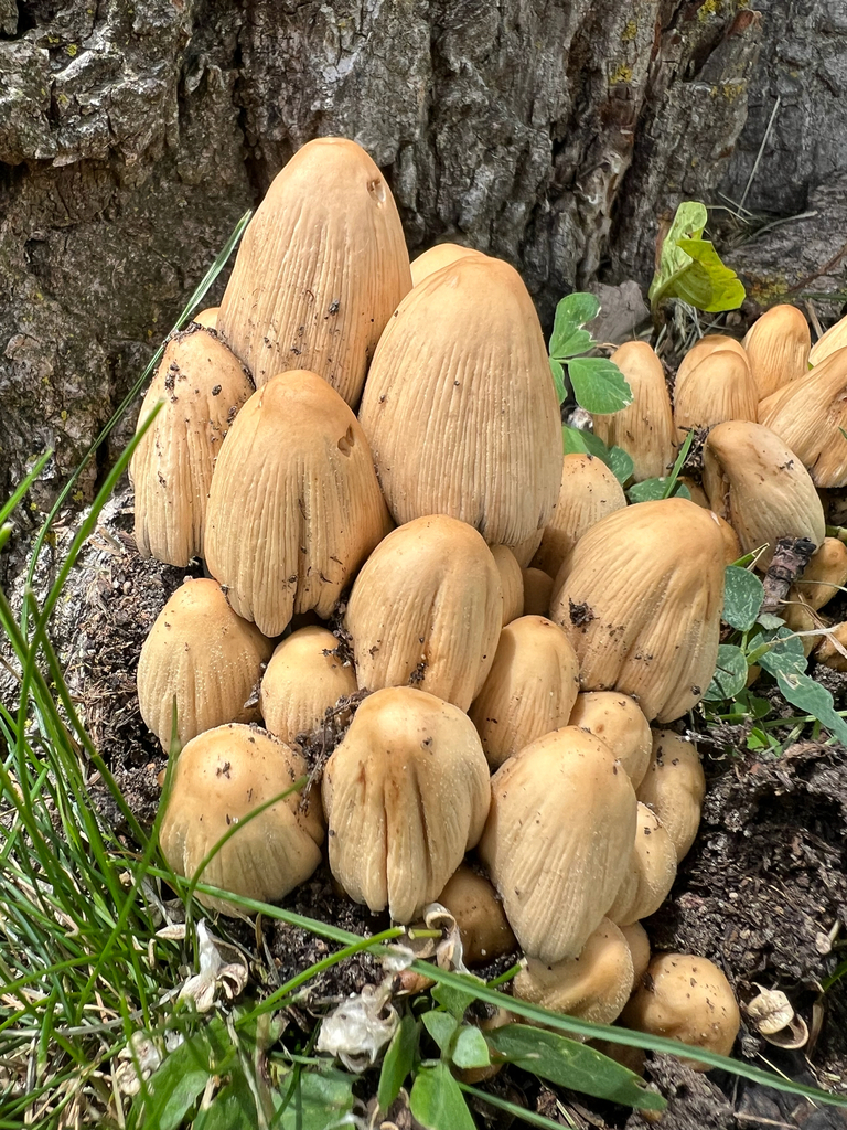 mica cap · June 2026 · photo: Photo: no rights reserved · iNaturalist