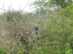 Corythaixoides concolor concolor