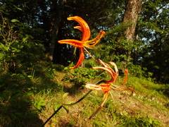 Lilium distichum