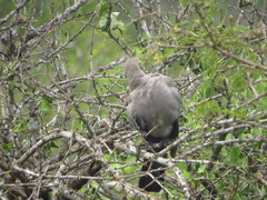 Corythaixoides concolor concolor