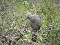 Corythaixoides concolor concolor