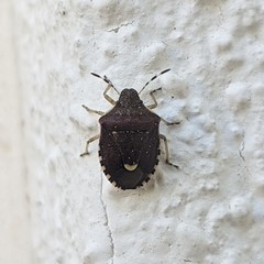 Holcostethus sphacelatus