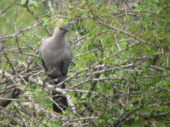 Corythaixoides concolor concolor