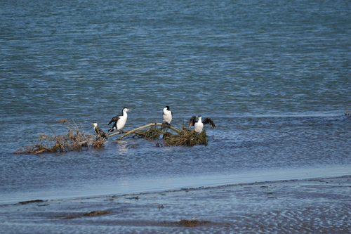 New Zealand Pied Cormorant