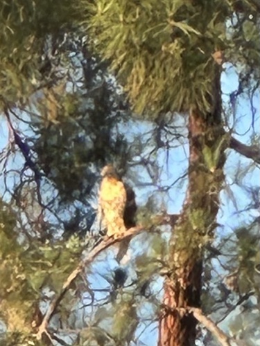 Red-tailed Hawk