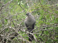 Corythaixoides concolor concolor