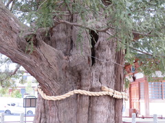 Torreya nucifera