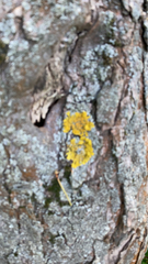 Xanthoria parietina