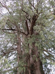 Torreya nucifera