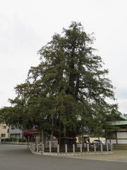 Torreya nucifera