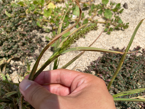 Setaria adhaerens observed 2026-06-18