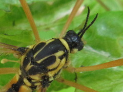 Ctenophora yezoana