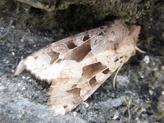 Clavipalpula aurariae