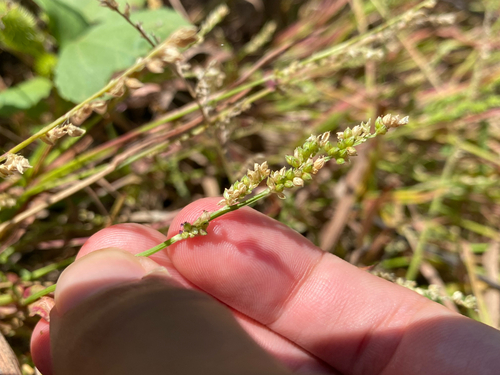 Echinochloa colonum observed 2026-06-18