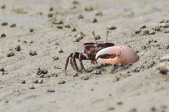 Austruca annulipes image