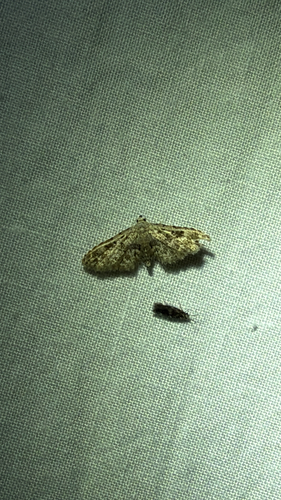 Brown False Pug