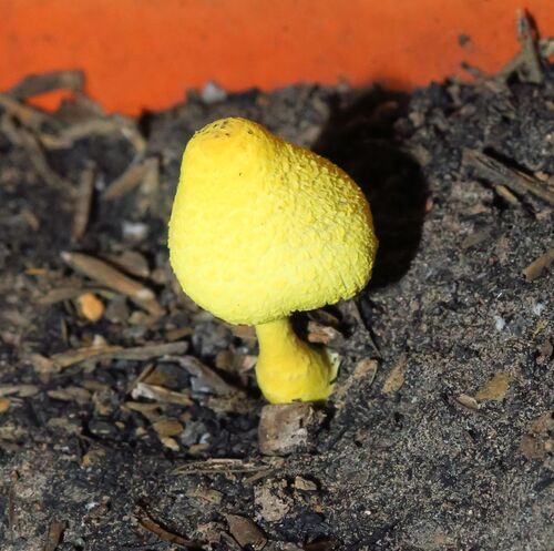 flowerpot parasol
