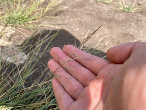 Sporobolus pyramidatus observed 2026-06-18