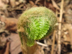Dryopteris lacera