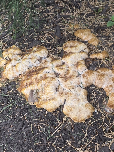 Dog Vomit Slime Mold